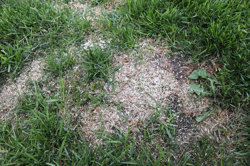 Lawn Rut Repair