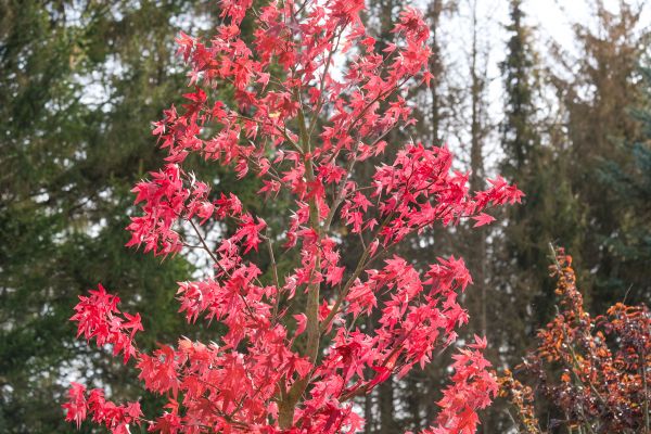 Japanese Maple Planting in De Pere