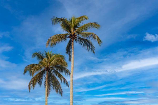 Palm Tree Planting in De Pere