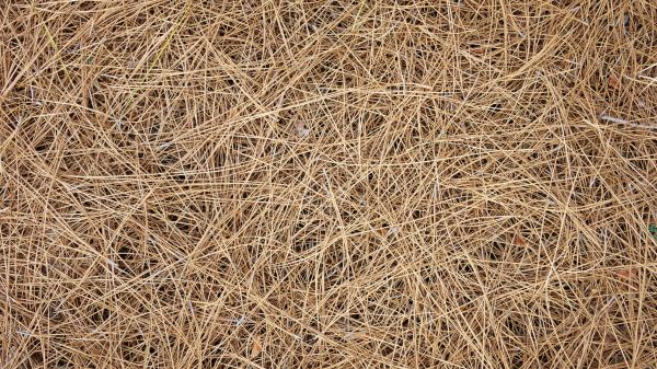 Pine Needles Delivery in De Pere