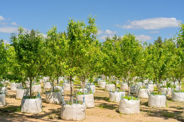 Tree Planting Service in De Pere