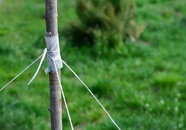 Tree Staking Service in De Pere