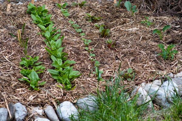 Mulch Service in De Pere