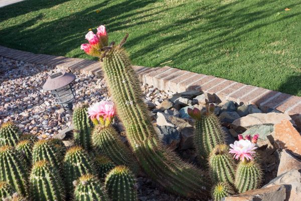 Desert Landscaping in De Pere