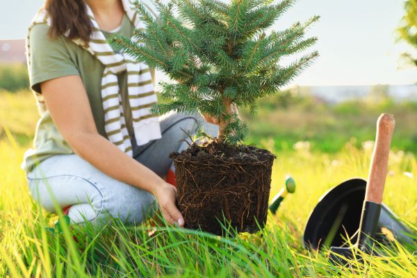 Spruce Tree Planting in De Pere