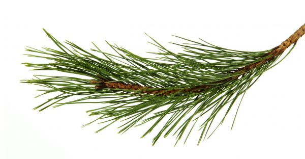 Pine Needles Installation in De Pere
