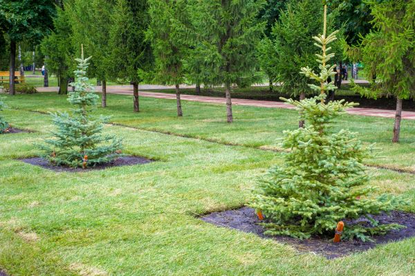 Privacy Trees Planting in De Pere