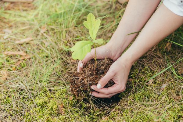 Oak Tree Planting in De Pere