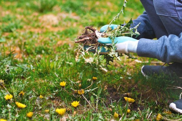 Flower Bed Clearing in De Pere