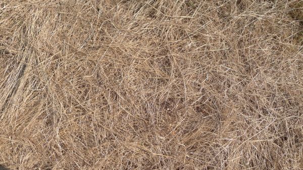 Pine Straw Replacement in De Pere
