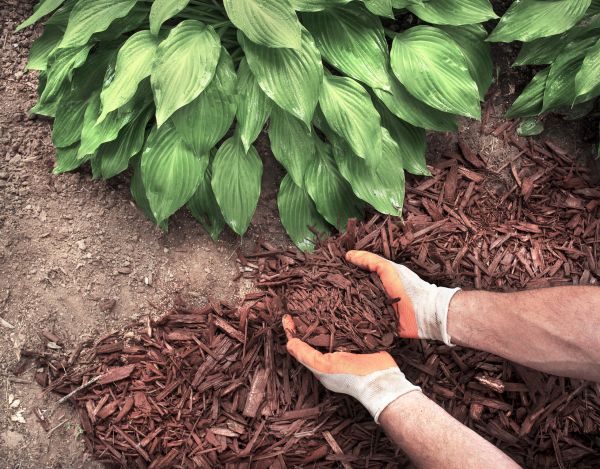 Bark Spreading in De Pere