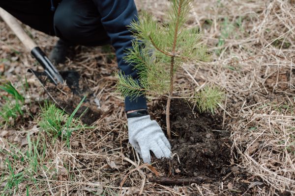 Pine Tree Planting in De Pere