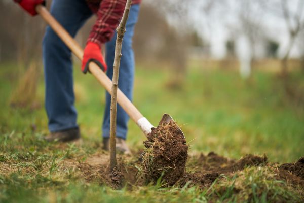 Trees Planting in De Pere
