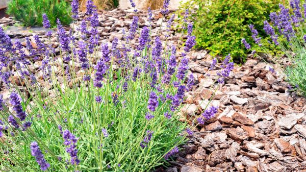 Pine Bark Landscaping in De Pere