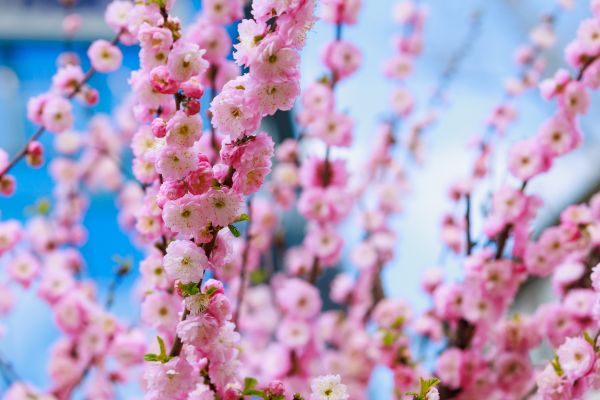 Japanese Cherry Tree Planting in De Pere