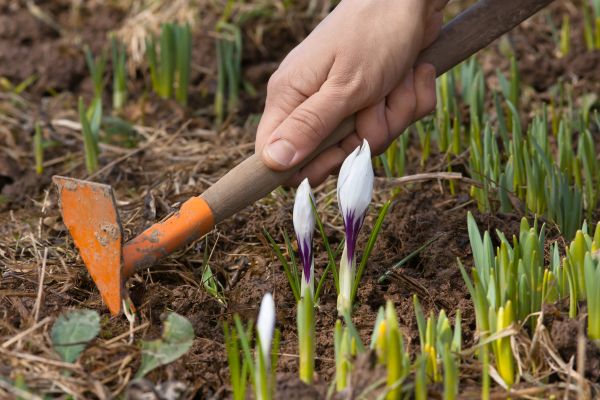 Flower Garden Weeding in De Pere