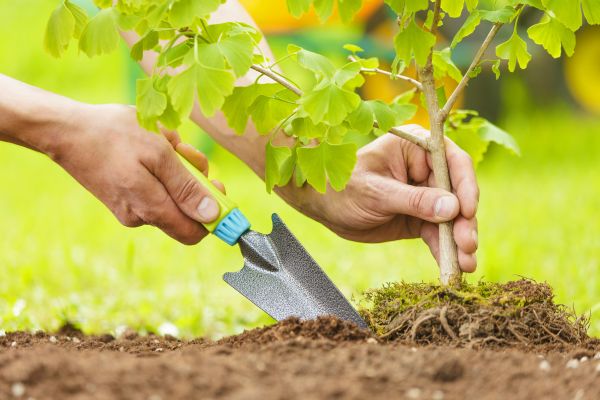 Fruit Tree Planting in De Pere