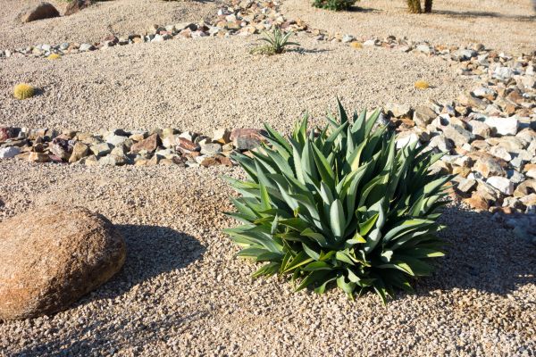 Xeriscaping Service in De Pere
