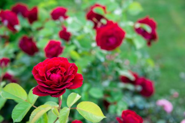 Rose Planting in De Pere