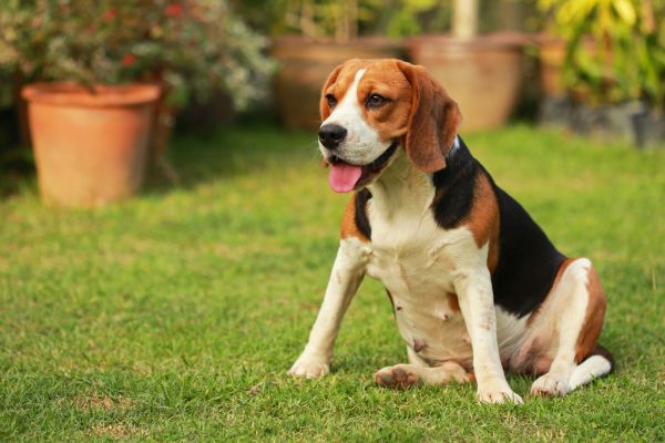 Dog Friendly Landscaping in De Pere