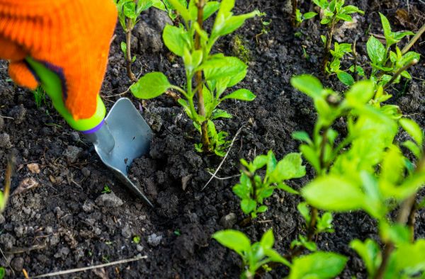 Hydrangea Planting in De Pere
