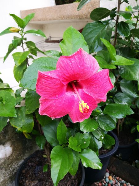 Hibiscus Planting in De Pere