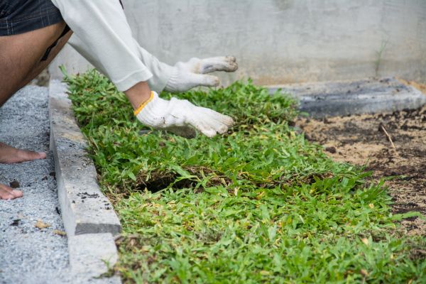 Ground Cover Planting in De Pere
