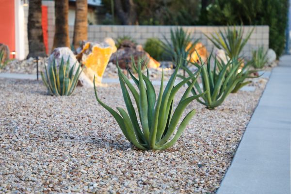 Drought Resistant Landscaping in De Pere