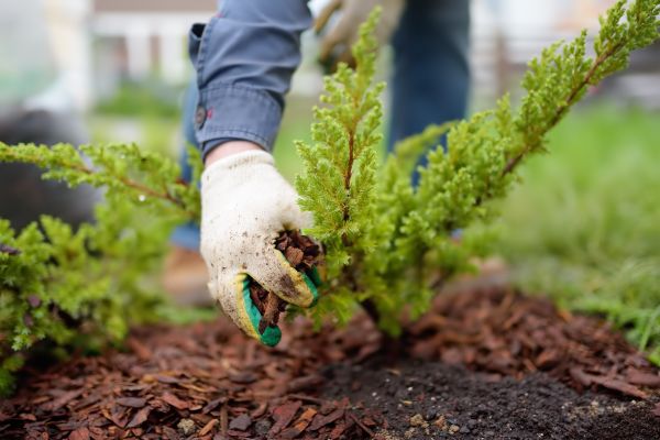 Church Mulching in De Pere