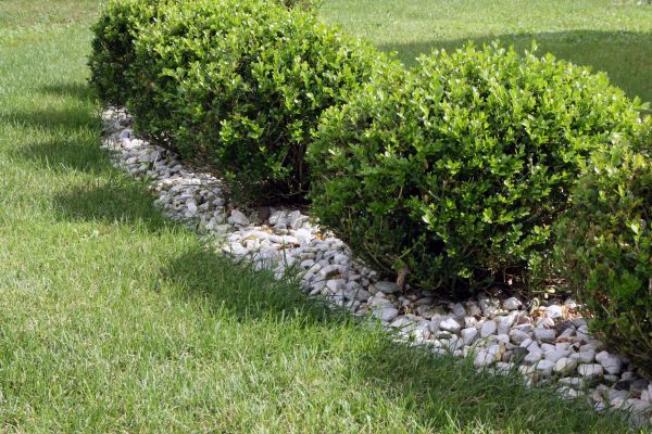 Boxwood Planting in De Pere