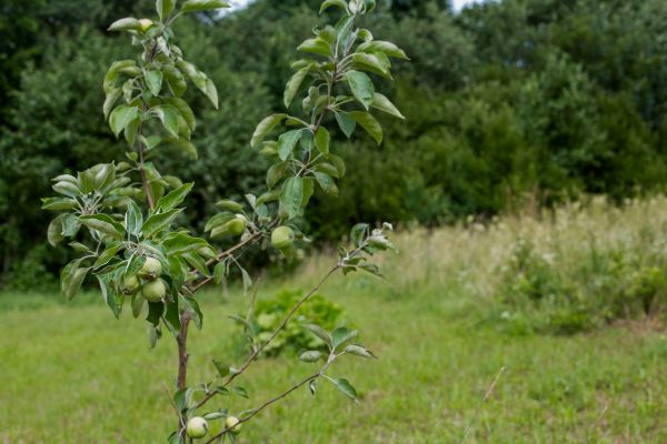 Apple Tree Planting in De Pere